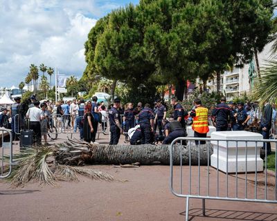Call for safety review after producer injured by falling palm tree at Cannes film festival
