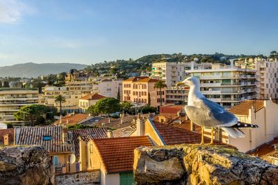 Hawks deployed to protect celebrities from swooping seagulls at Cannes