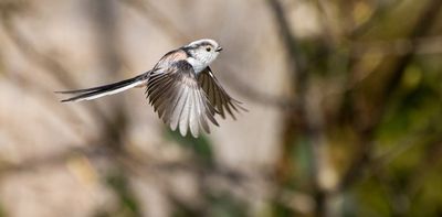 For long-tailed tits, it really does take a village