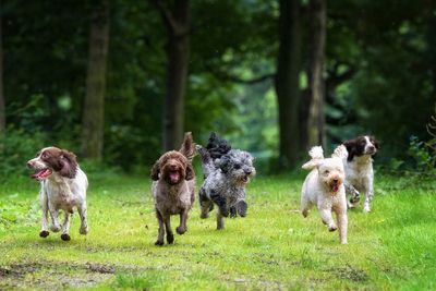 ‘Status symbol’ dog becomes the UK’s most expensive breed