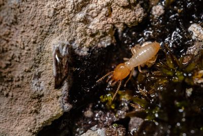 7 Ways to Treat Termites Without Paying A Fortune