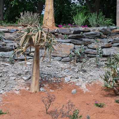 This first-of-its-kind Chelsea Flower Show Garden made outdoor succulents the star – and you can get the look at home with these 3 varieties