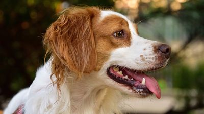 Brittany Spaniels are playful, energetic and they absolutely love the great outdoors