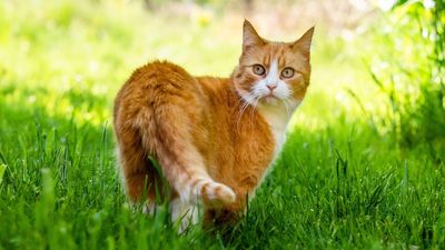Scientists can finally explain exactly why most orange cats are male