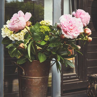 3 easy mistakes that will stop peonies from flowering properly, according to professional peony growers – this is how to avoid them