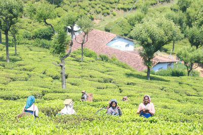 Fairtrade flags ‘window of opportunity’ to drive systemic change for tea farmers
