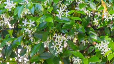 How to grow star jasmine in pots – the fast-growing flowering vine that will cover walls and fences with fragrant, starry blooms