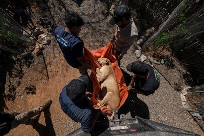 AP PHOTOS: Tigers, jaguars and elephants are the latest to flee Mexico’s cartel violence