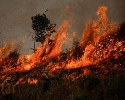 Fires drove record loss of world’s forests last year, ‘frightening’ data shows