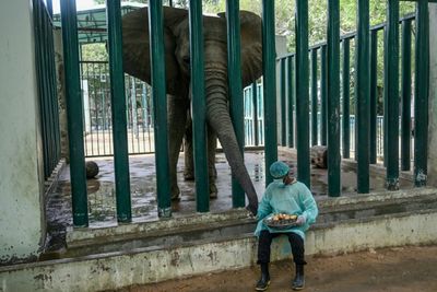 Jumbo Task: 400 Pills A Day For Elephants With TB In Pakistan