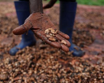 EU’s ‘chocolate crisis’ worsened by climate breakdown, researchers warn