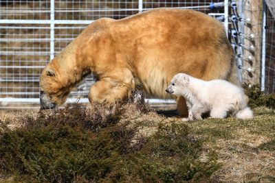 UK’s oldest polar bear is euthanised after bringing ‘joy’ to thousands