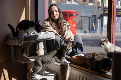 ‘It’s better for them than being in a cage!’ Why are cat cafes suddenly so controversial?