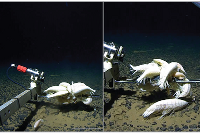 Rarely seen ‘supergiant’ deep-sea cousin of woodlice is actually quite common, study finds