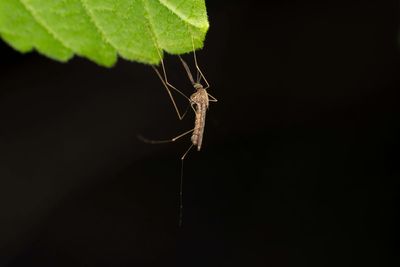 West Nile virus identified in UK mosquitoes for first time