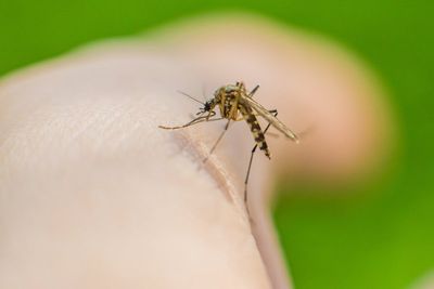 Deadly West Nile virus found in UK mosquitoes. What you need to know