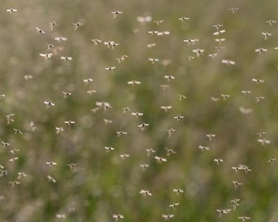 West Nile virus detected in UK mosquitoes for first time