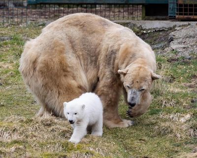 Victoria, UK’s oldest polar bear, put down after health problems