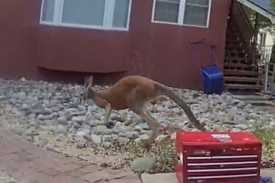 Video shows moment police wrangle runaway pet kangaroo in US town