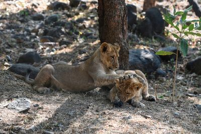 Asiatic lion population grows by a third in five years as conservation efforts pay off