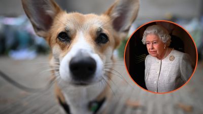 ‘Time for your meds Fergie’: Sarah Ferguson is ‘sure’ corgis’ behavior is proof Queen Elizabeth is talking to her from beyond the grave