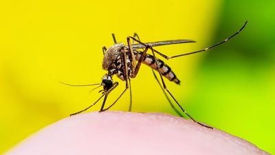 West Nile virus detected in UK mosquitoes for first time as climate change linked to spread