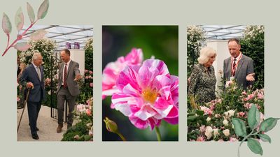 'The King's Rose' wins prestigious award at the RHS Chelsea Flower Show 2025, and it's certainly a showstopper
