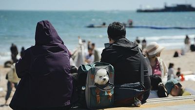 Travelling with pets post-Brexit: New UK-EU deal could make journeys easier