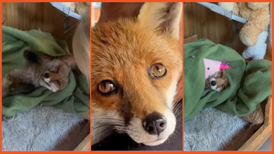 ‘Not a morning person’: Sweep the fox takes TikTok by storm as 2025’s cutest animal to date