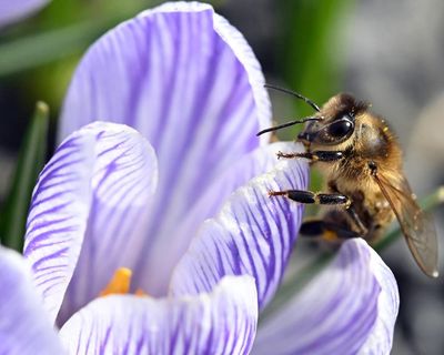 Plants produce more nectar when they ‘hear’ bees buzzing, scientists find