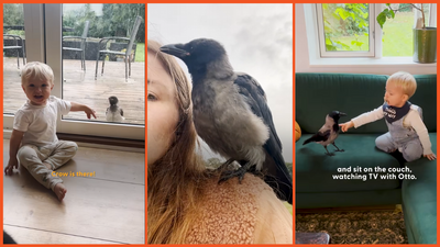 ‘A big part of our family’: Couple nurse injured crow back to health, now he’s their kid’s BFF