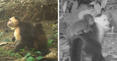 Scientists Are “Shocked” After Hidden Camera Catches Monkeys Kidnapping Babies Of Another Species