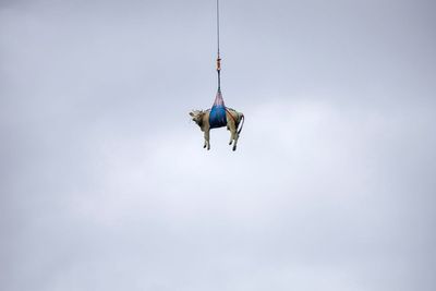 Swiss evacuate livestock by hoof and helicopter because of landslide risk over Alpine village