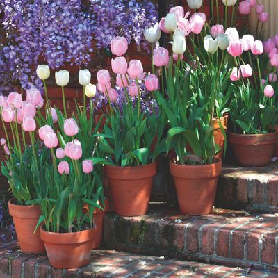 Experts reveal the best way to store tulip bulbs now for another stunning spring display next year
