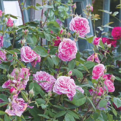 These are the five places you should never plant roses, according to gardening pros