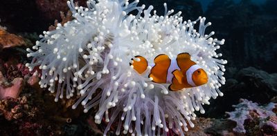 Clownfish shrink during marine heatwaves – new study