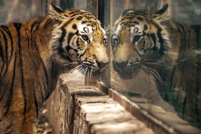 Tigers, Elephants, and Lions Are Now Also Fleeing Cartel Violence in Culiacán
