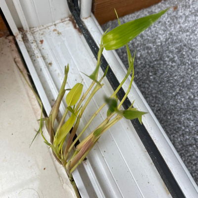 Bamboo is the new Japanese knotweed, garden experts warn, after a couple lose their conservatory to the invasive plant