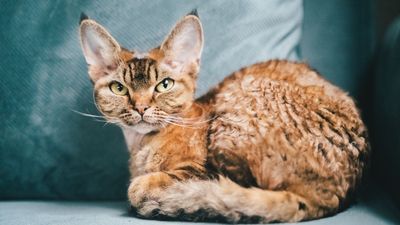 Devon Rex cats are the curly-coated, elfish-looking breed that will thrive in human company