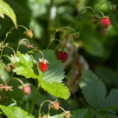 Alpine strawberries are the unexpected 'it' plant of the Chelsea Flower Show – here's how to grow the newest cottage garden staple