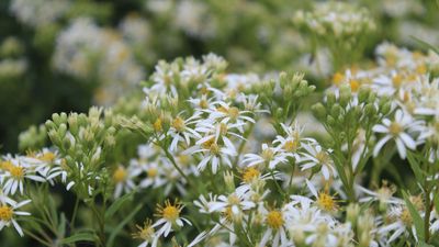 5 perennials that thrive on neglect – expert recommendations for low-maintenance plants that are incredibly easy to grow