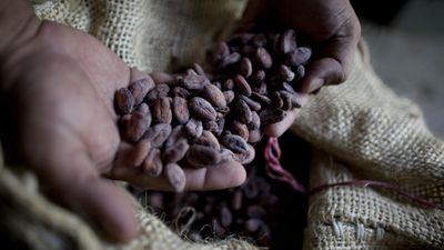 Chocolate and rice among key EU imports facing climate threats