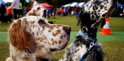 As the Million Paws Walk takes its last lap, other charity fundraising events face serious challenges