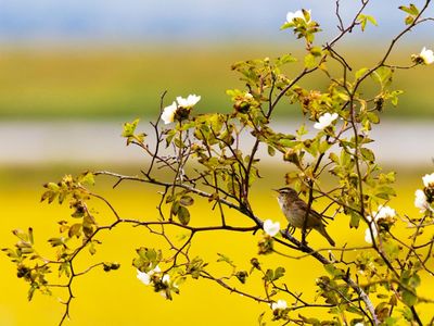 How a dawn chorus break in Gloucestershire opened my ears to the birds
