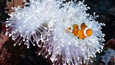 Clownfish shrink to survive stress of marine heat waves as climate change warms oceans