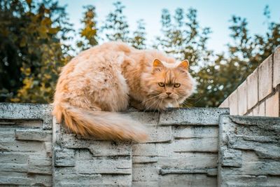 Scientists solve the mystery of ginger cats – helped by hundreds of cat owners