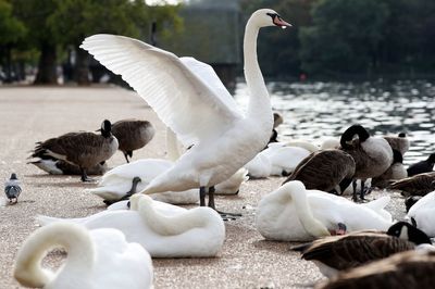 Swans close M25 motorway lanes causing six-mile traffic jam