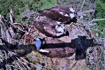 Three birds share a nest in osprey ‘love triangle’