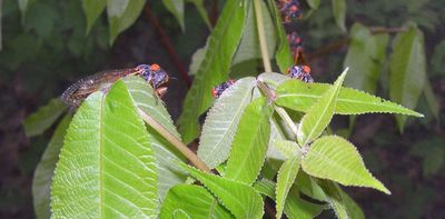 Billions of cicadas are emerging, from Cape Cod to north Georgia – here’s how and why we map them