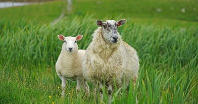 Several sheep killed as animal transporter crashes in north-east Scotland